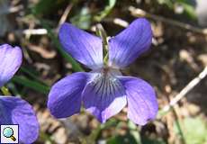 Hunds-Veilchen (Viola canina) in der Wahner Heide