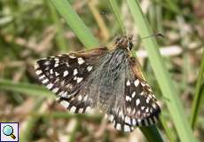 Kleiner Würfel-Dickkopffalter (Pyrgus malvae) in der Wahner Heide