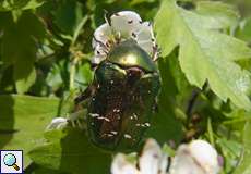 Goldglänzender Rosenkäfer (Cetonia aurata) in der Wahner Heide