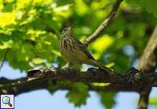 Baumpieper (Anthus trivialis) in der Wahner Heide