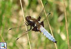 Männlicher Plattbauch (Libellula depressa) in der Wahner Heide