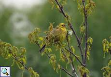 Goldammer (Emberiza citrinella) in der Wahner Heide