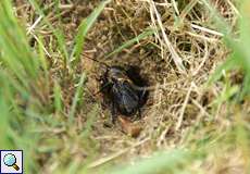 Männliche Feldgrille (Gryllus campestris) in der Wahner Heide