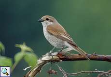 Weiblicher Neuntöter (Lanius collurio) im Herfeldmoor in der Wahner Heide