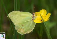 Zitronenfalter (Gonepteryx rhamni) im Herfeldmoor in der Wahner Heide