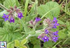 Gewöhnliche Ochsenzunge (Anchusa officinalis) auf dem Köln Bonn Airport