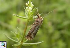 Thisanotia chrysonuchella auf dem Köln Bonn Airport