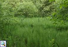 Unzählige Teich-Schachtelhalme (Equisetum fluviatile) säumen den Entenbach