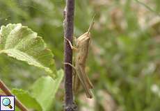 Gemeiner Grashüpfer (Chorthippus paralellus) auf dem Köln Bonn Airport