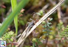 Zierliche Trichterspinne (Agelena gracilens) auf dem Köln Bonn Airport