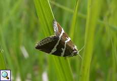 Silbereulchen (Deltote bankiana) auf dem Köln Bonn Airport