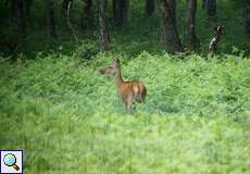 Rothirschkuh (Cervus elaphus) auf dem Köln Bonn Airport