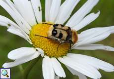 Gebänderter Pinselkäfer (Trichius fasciatus) auf dem Köln Bonn Airport