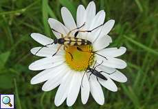 Gefleckter Schmalbock (Rutpela maculata), oben, und Schwarzer Schmalbock (Stenurella nigra) auf dem Köln Bonn Airport
