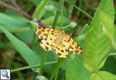 Gelber Fleckenspanner (Pseudopanthera macularia) auf dem Köln Bonn Airport