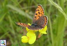 Weiblicher Brauner Feuerfalter (Lycaena tityrus) auf dem Köln Bonn Airport