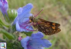 Gelbwürfeliger Dickkopffalter (Carterocephalus palaemon) auf dem Köln Bonn Airport