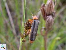 Rotschwarzer Weichkäfer (Cantharis pellucida) auf dem Köln Bonn Airport