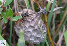 Zierliche Feldwespe (Polistes bischoffi) auf dem Köln Bonn Airport