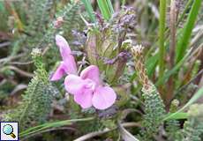 Blüten des Wald-Läusekrauts (Pedicularis sylvatica)