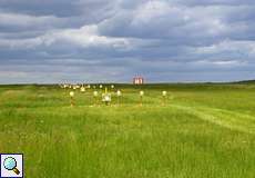 Wiese im südlichen Bereich des Köln Bonn Airport