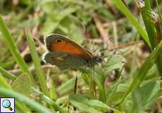 Kleines Wiesenvögelchen (Coenonympha pamphilus) auf dem Köln Bonn Airport