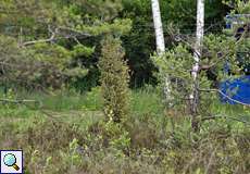 Seltenheit in der Wahner Heide: Gemeiner Wacholder (Juniperus communis) auf dem Köln Bonn Airport