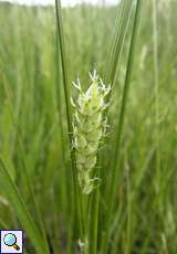 Hirse-Segge (Carex panicea) auf dem Köln Bonn Airport