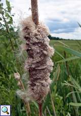 Breitblättriger Rohrkolben (Typha latifolia) auf dem Köln Bonn Airport