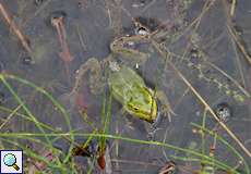 Teichfrosch (Pelophylax esculentus) auf dem Köln Bonn Airport