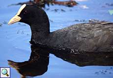 Blässhuhn (Fulica atra) am Leyenweiher in der Wahner Heide