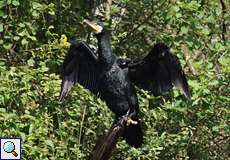 Kormoran (Phalacrocorax carbo carbo) am Leyenweiher in der Wahner Heide