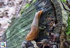 Hellbraune Wegschnecke (Arion subfuscus) in der Wahner Heide