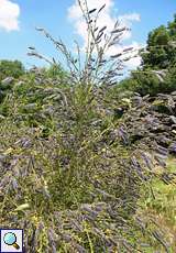 Besenginster (Cytisus scoparius) mit Samenhülsen in der Wahner Heide