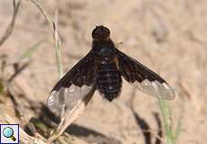 Zickzacklinien-Trauerschweber (Hemipenthes morio) in der Wahner Heide