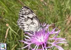 Schachbrett (Melanargia galathea) in der Wahner Heide