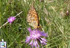 Großer Perlmuttfalter (Argynnis aglaja) in der Wahner Heide
