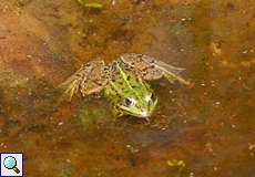 Teichfrosch (Pelophylax esculentus) in der Wahner Heide