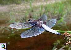 Männlicher Plattbauch (Libellula depressa) in der Wahner Heide