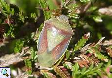 Ginster-Baumwanze (Piezodorus lituratus) in der Wahner Heide