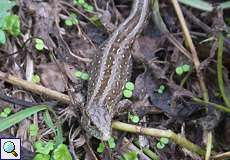 Zauneidechse (Lacerta agilis) in der Wahner Heide