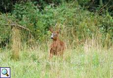 Reh-Bock (Capreolus capreolus) in der Aggeraue