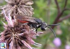 Große Blutbiene (Sphecodes albilabris) in der Aggeraue