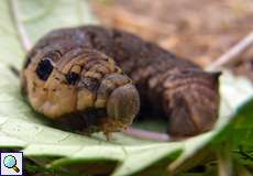 Raupe des Mittleren Weinschwärmers (Deilephila elpenor) in der Aggeraue