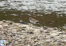 Auf dem Kies perfekt getarnter Flussregenpfeifer (Charadrius dubius)