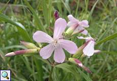 Gewöhnliches Seifenkraut (Saponaria officinalis) in der Aggeraue
