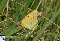 Postillon (Colias croceus) in der Aggeraue