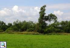 Die Aggeraue im Spätsommer