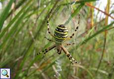 Wespenspinne (Argiope bruennichi) in der Aggeraue