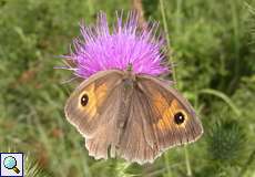 Weibliches Großes Ochsenauge (Maniola jurtina) in der Aggeraue